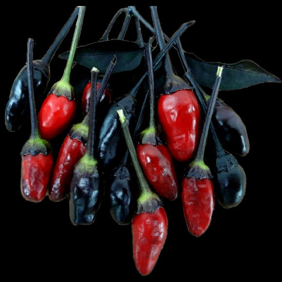 *Vampiro Satánico* (Corazón Pepper)