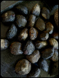 Black Walnut
