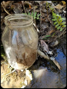 Louisiana Swamp Mud