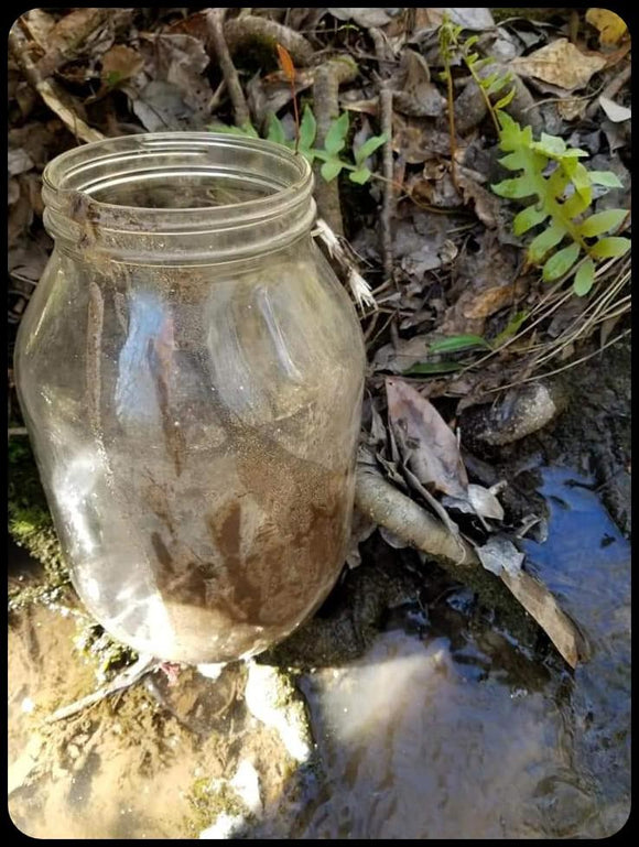 Louisiana Swamp Mud