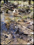 Louisiana Swamp Mud