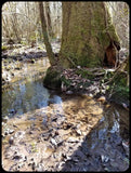 Louisiana Swamp Mud